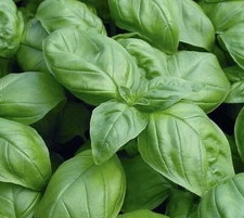 1000++ Genovese Basil Seeds | NON-GMO | Heirloom - USA FREE SHIPPING