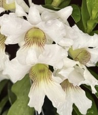 Dendrobium sanderae Fragrant Blooming size