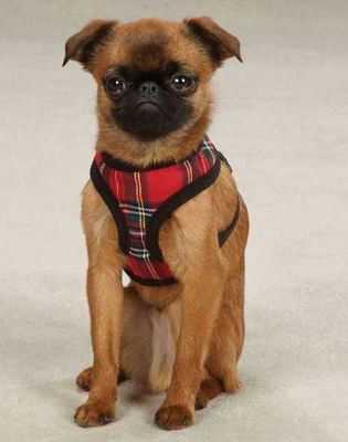 tartan plaid dog harness