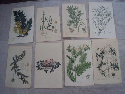 William Curtis Antique Engraving 8 Botanical Prints 1832-33 N