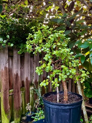 Bonsai  Jade Tree ''1'' Base Trunk 6 years Pre Bonsai  In /Outdoor / Tropical