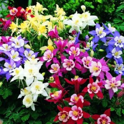 50 Aquilegia Columbine Seeds Flower Perennial Flowers Seed Bloom 147 US SELLER - Picture 6 of 12