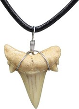 100 Real Fossil Shark Tooth Necklace With 18 Inch Leather Adjustable Cord