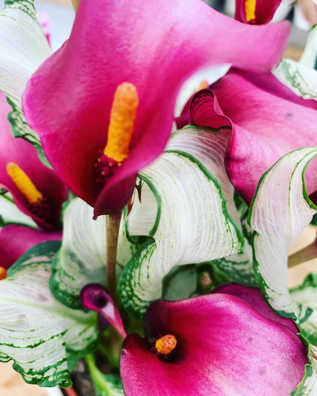 Frozen Queen Calla Lily A oneofakind Calla with translucent foliage