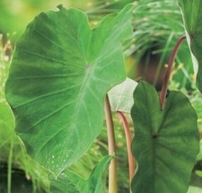 Elephant Ear Colocasia Pink China Exotic Tropical Plant Bulb Hardy FAST GROWING
