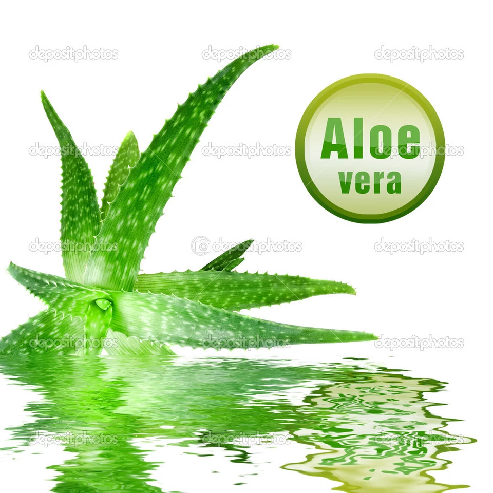 Aloe Vera Gel 50g - 5kg Natural