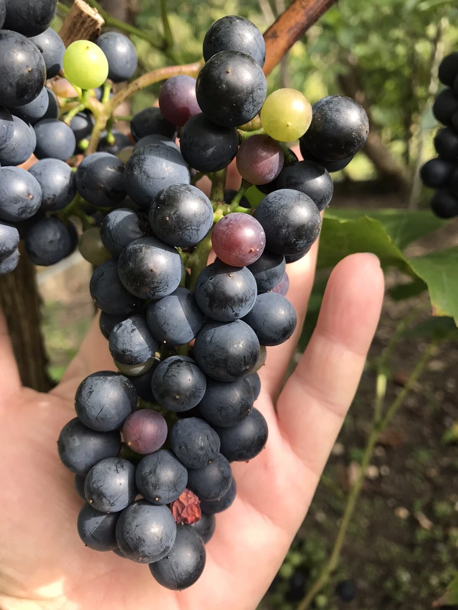 Grow your top own wine