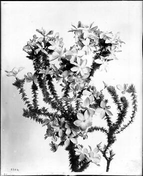Specimen Of Gilia Californica Prickly Flox Flowers 1920-1930 Calif - Old Photo
