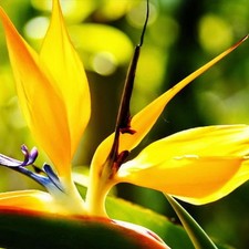 Yellow Bird of Paradise Live Plant Houseplant, Well-Rooted 5-10 Inch Tall