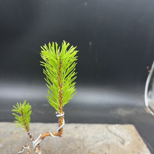 Shohin Japanese red pine bonsai  - Picture 10 of 11