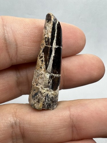 Seltener Spinosauridae Zahn Marokko Dinosaurier Dinosaurier Zahn Fossil Fossil - Bild 5 von 12
