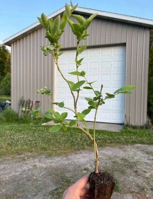 Blueberry Plants - Rooted Cuttings - QTY: 5