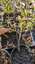 Plántulas de olmo siberiano Ulmus pumila - Pre bonsái o árbol de paisaje - cultiva las tuyas propias