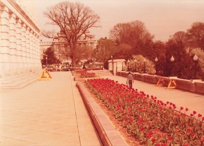 US Capitol Building 1980s Snapshot Photograph Washington DC Tulips