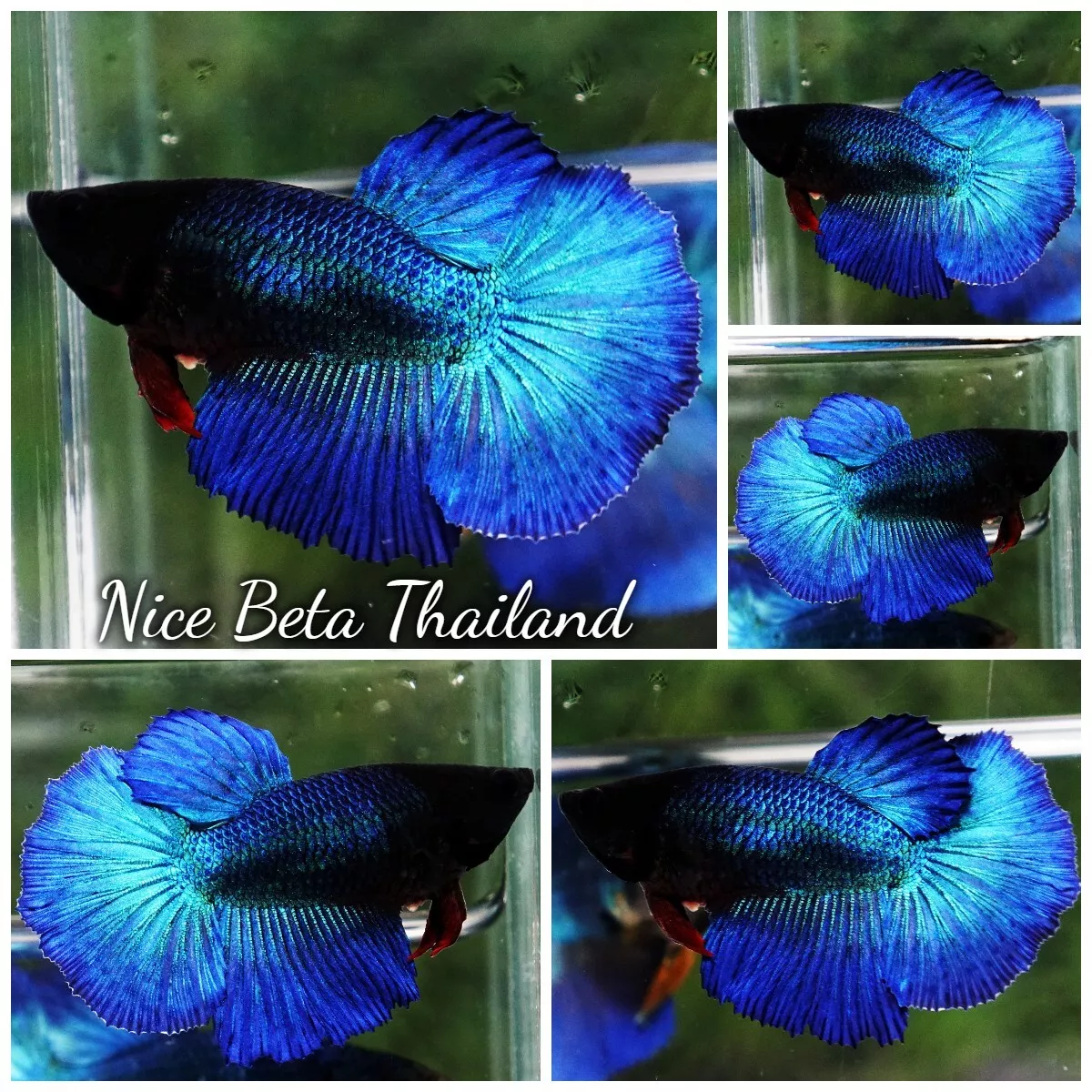 Royal blue hotsell betta fish