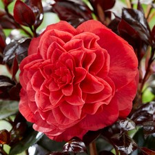 Camellia japonica 'Femme Fatale' Established Plant in 15cm Pot