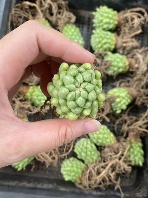 5PCS Succulent Cactus  Plant Color Castle Home Garden Raresucculeents 3-4cm