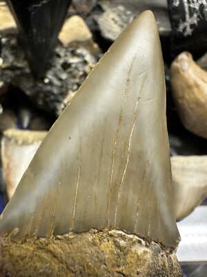 BIG RAZOR  2.7  MAKO Tooth Fossil Hastalis White Shark Teeth Megalodon Era S.C.