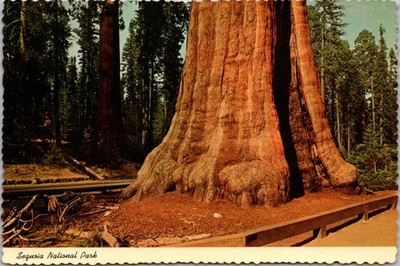 Sequoia National Park California Sentinel Tree Continental Postcard A477