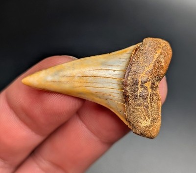 Quality Large Mako Shark Tooth Bakersfield California Fire Zone Gem