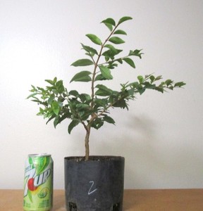Bonsai Guava | eBay