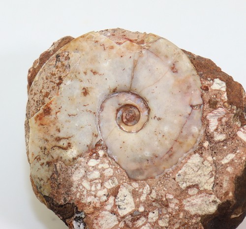 Ammonit, Truempyceras pluriformis, Trias, Lidak, Timor, Indonesien-L979 - Picture 1 of 4