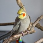 Foto 6 di 11
