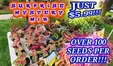 COLEUS SEEDS- MYSTERY SURPRISE MIX- 100+ Seeds!!