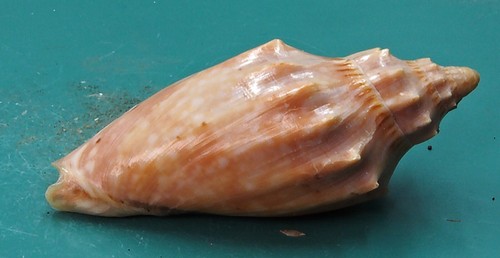 Voluta Cymbiola Moretonensis 61.3 Moreton Bay SELECTED - Picture 3 of 5