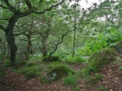 Foto A2 Holz am Wildschwein Clough Crowden \/SK0799 Kleines Holz am Fuß um 2015