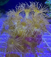 Live Coral Zoa  Yellow Zoa Rock 1" 10+ Polyps