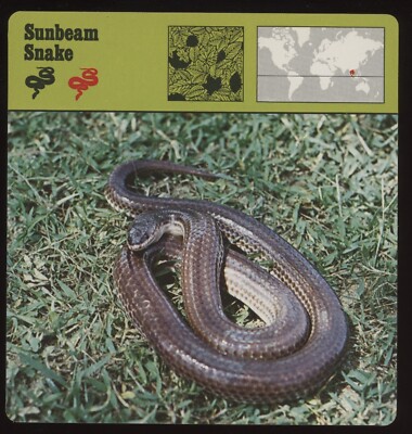 Sunbeam Snake  Safari Cards Rencontre Reptiles