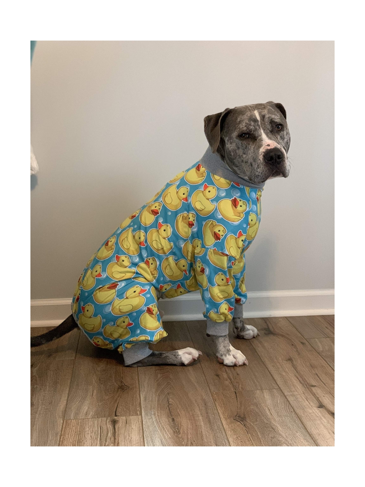 tooth and honey pitbull pajamas