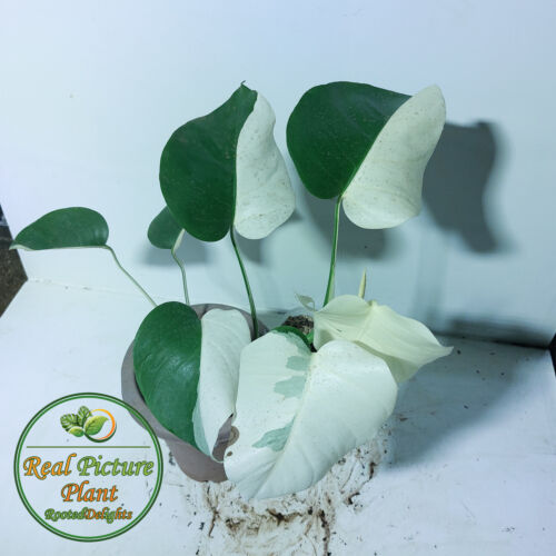 Real Picture Monstera Albo Halfmoon Variegated Free Phytosanitary Rooteddelights