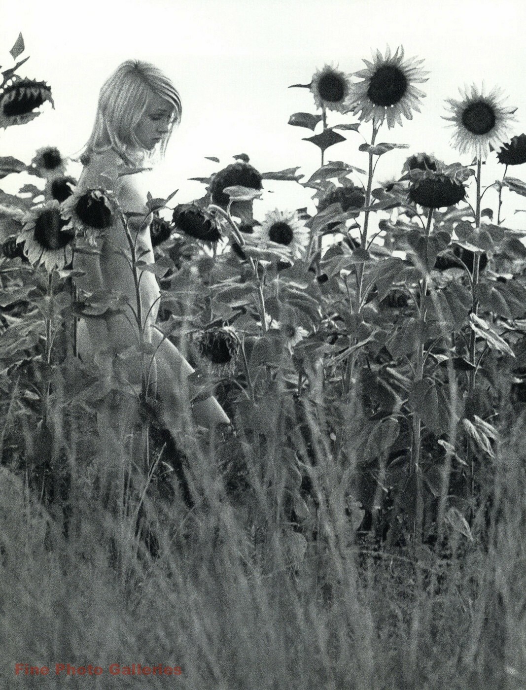 1960 Vintage Female Nude Woman Hippie Sunflower By KARL DE HAAN Photo