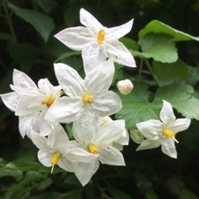 Solanum laxum Album in 9cm Pot - Semi Evergreen Jasmine Nightshade Climber Plant