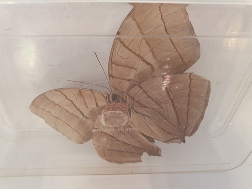Large Natural Real Butterfly Specimen In Plastic Case Stunning Peace. - Picture 9 of 12