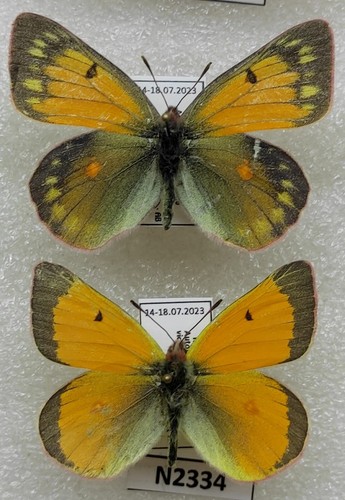 Colias hecla sulitelma 1 Paar Polar Ural N2334 А2-- B - Bild 2 von 2