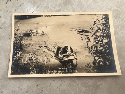 Vintage English Setter Fetching Bird Form Lake Postcard