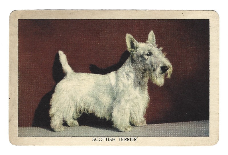 1950s Orange Crush Dog Picture Trading Card "Scottish Terrier"