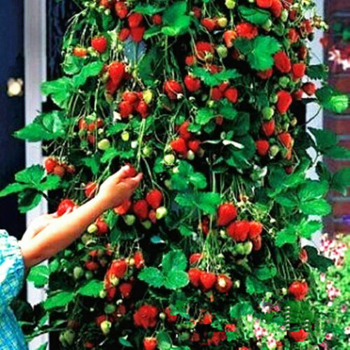 Climbing Red Strawberry 40 Seeds,Garden Non-GMO Berry Fruit Juicy Plant Bonsai - Picture 1 of 6