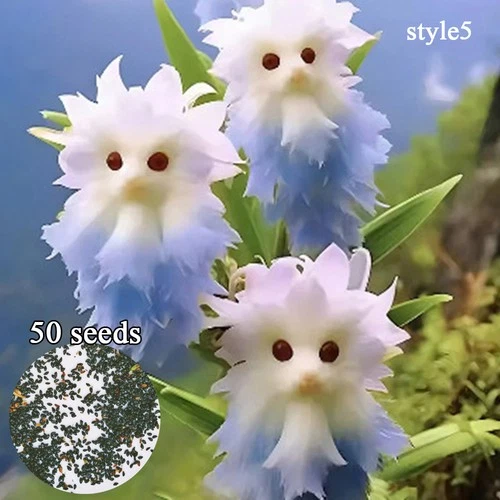 50x Big Flower Faced Cat Orchid Seeds Are Full Of Fragrant Potted Garden Plants