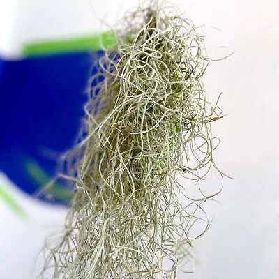 SPROUTS OF BRISTOL Tillandsia usneoides - Spanish Moss