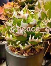 Agave"titanota red catwezzle" Succulent Titanota weazle Home Garden 8-9CM