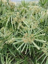 CYPERUS ALTERNIFOLIUS - Falso Papiro - 7 Talee femminile (fanno semi)