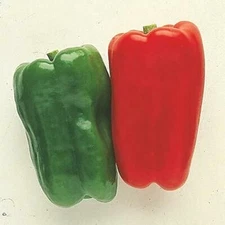 PEPPER SWEET BIG BERTHA 'Capsicum Annuum' 50+ SEEDS