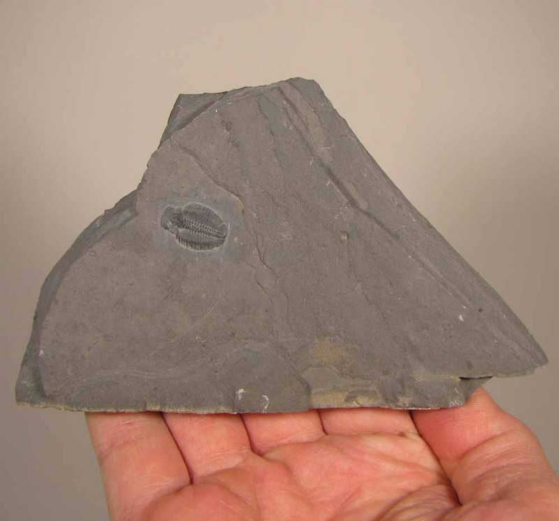 Elrathia Kingi TRILOBITE Fossil in Slate Matrix Rock - Cambrian Period - Utah