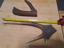 Lot de bois de cerf trouvées en forêts non traitées, pour un poids 622 grammes.