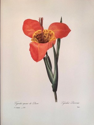 P J Redoute Beautiful Flowers Tiger Flower Botanical Art Print Book Plate 138