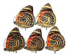 Agrias claudina claudina - AgriasButterflies.com